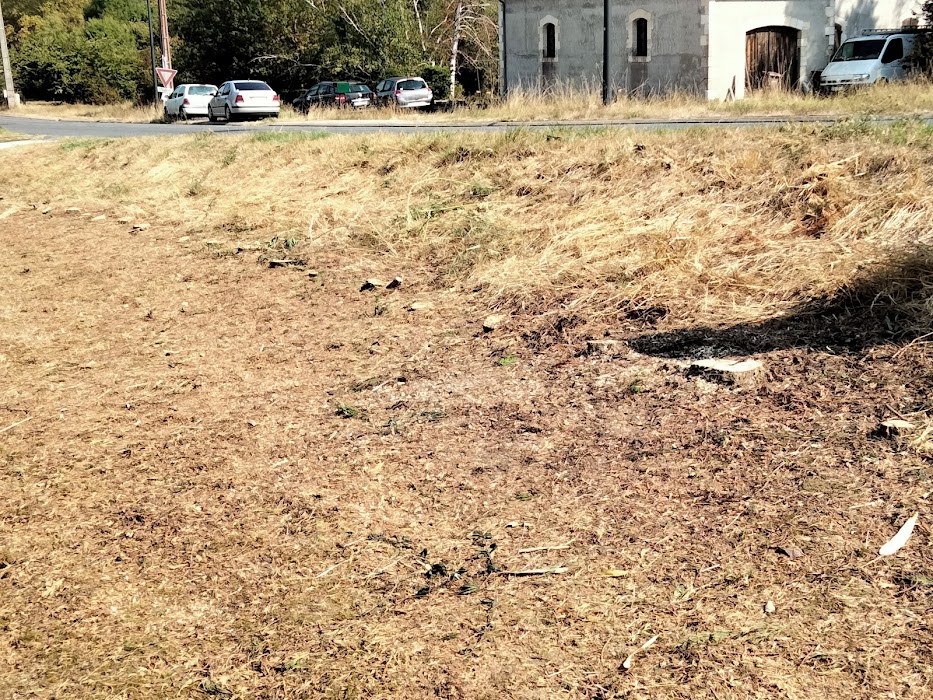 Entretien de jardin professionnel - Image 2