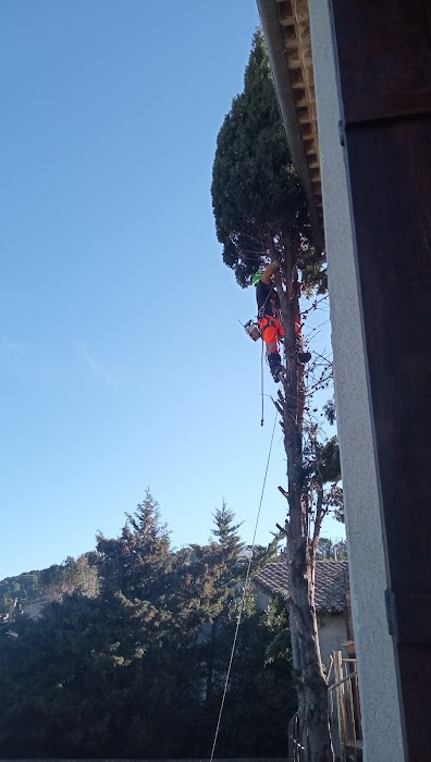 Élagage minutieux de cyprès - Image 2