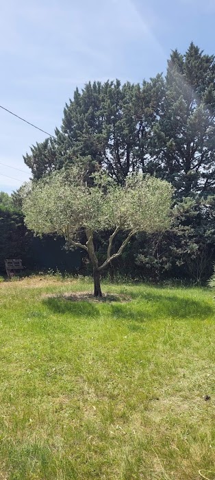 Abattage d'arbres complexes - Image 2