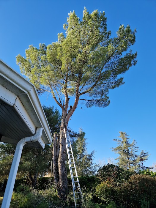 Abattage d'un pin noir