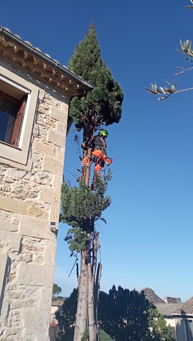 Élagage minutieux de cyprès - Image 3